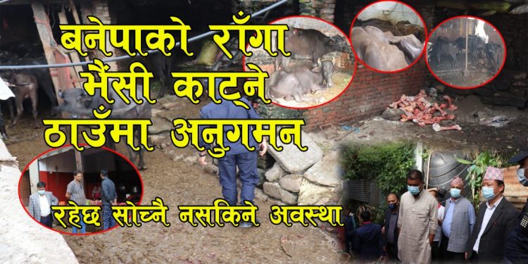 जिल्ला अनुगमन समितिद्धारा बनेपा नगरपालिकाभित्रका राँगा र भैसी कट्ने ठाउँको अनुगमन