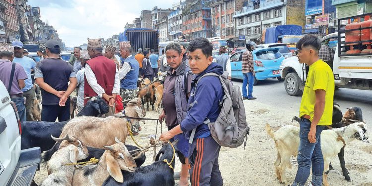 खसीबोका किनबेचले बनेपाको सडक अस्तव्यस्त