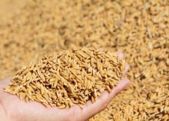 धान भण्डारमा ध्यान दिन कृषिविज्ञहरुको सुझाव