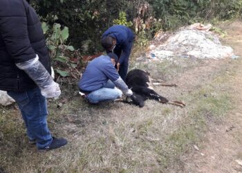 मण्डनदेउपुर अपडेटः स्याम्पल टेस्ट गर्दा रेबिज नेगेटिभ