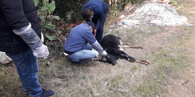 मण्डनदेउपुर अपडेटः स्याम्पल टेस्ट गर्दा रेबिज नेगेटिभ