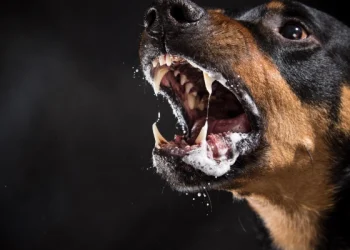 काभ्रेमा रेबिज सङ्क्रमण नियन्त्रण