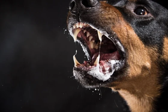 काभ्रेमा रेबिज सङ्क्रमण नियन्त्रण