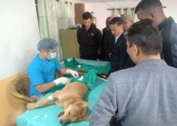रोशीमा कुकुरहरुलाई स्थायीबन्ध्याकरण तथा रेविज विरुद्धको खोप