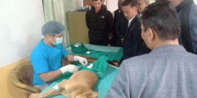 रोशीमा कुकुरहरुलाई स्थायीबन्ध्याकरण तथा रेविज विरुद्धको खोप