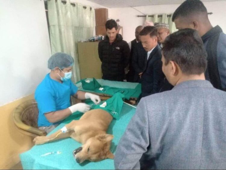 रोशीमा कुकुरहरुलाई स्थायीबन्ध्याकरण तथा रेविज विरुद्धको खोप