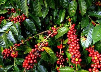 खानीखोला गाउँपालिकाका किसानलाई कफि खेतीमा प्रतिकेजी ३५ रुपैयाँ अनुदान