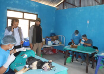 काभ्रे खानीखोलामा एक सय बढी कुकुरको बन्ध्याकरण