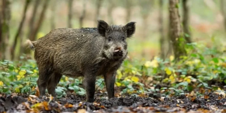 पनौती नगरपालिकाका किसानलाई वन्यजन्तुबाट बाली जोगाउन मुस्किल