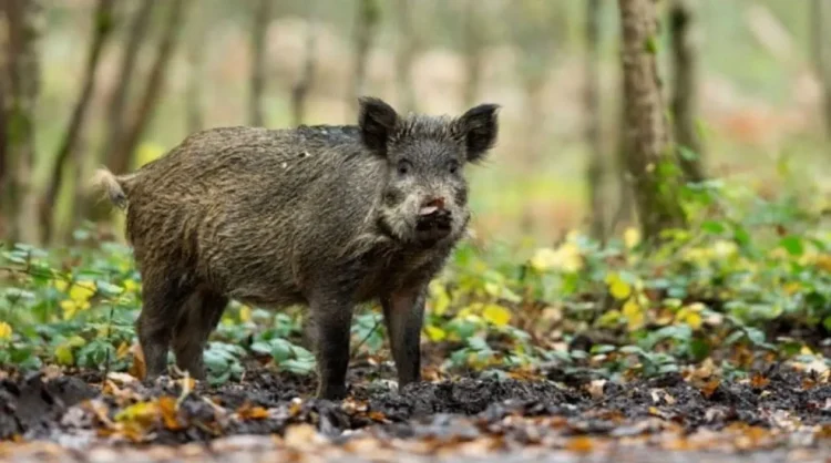 पनौती नगरपालिकाका किसानलाई वन्यजन्तुबाट बाली जोगाउन मुस्किल