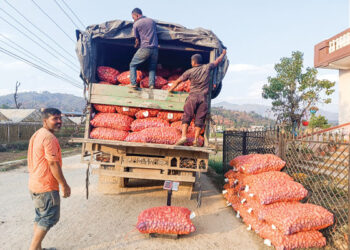 उचित शीतभण्डार (कोल्ड स्टोर)को अभावमा काभ्रेली आलुको बाहिरी जिल्लामा भण्डारण