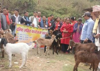 कालढुंगामा “दलित लक्षित कार्यक्रम” अन्तर्गत बाख्रा तथा प्रबिधी बितरण