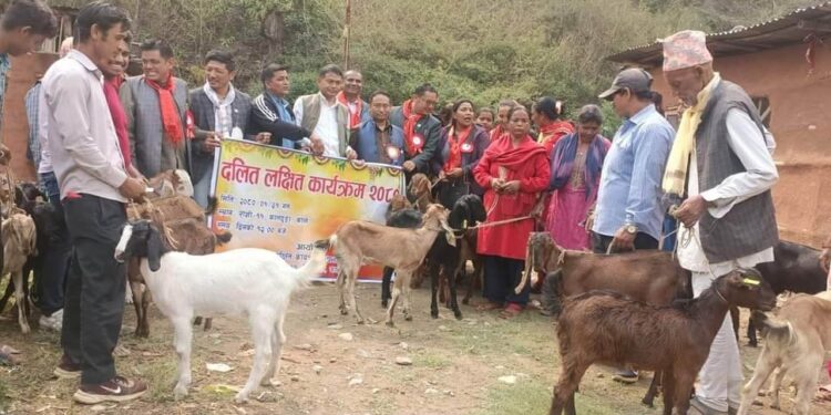 कालढुंगामा “दलित लक्षित कार्यक्रम” अन्तर्गत बाख्रा तथा प्रबिधी बितरण