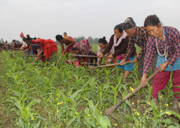 कृषिमा हालसम्मकै धेरै ५८ अर्ब ९८ करोड बजेट विनियोजन