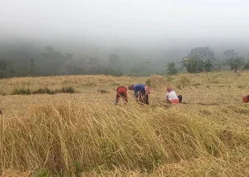 कृषि बीमाको अनुदान उपलब्ध गराउन ९५ करोड रुपैयाँ बजेट विनियोजन
