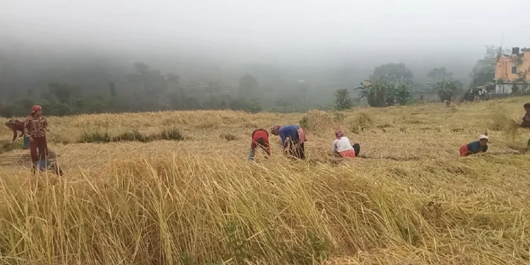 कृषि बीमाको अनुदान उपलब्ध गराउन ९५ करोड रुपैयाँ बजेट विनियोजन
