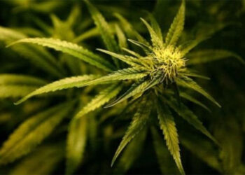 सरकारले औषधिजन्य प्रयोग गर्नको लागि गाँजा खेतीको अध्ययन गर्ने