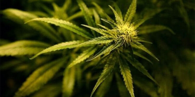 सरकारले औषधिजन्य प्रयोग गर्नको लागि गाँजा खेतीको अध्ययन गर्ने