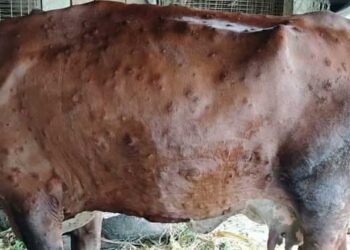 लम्पी स्किन रोगका कारण काभ्रेमा ६ सय ८१ पशुचौपायाको मृत्यु