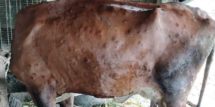 लम्पी स्किन रोगका कारण काभ्रेमा ६ सय ८१ पशुचौपायाको मृत्यु