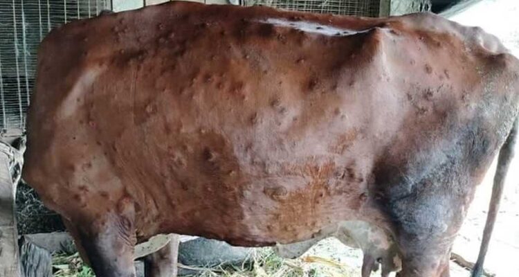 लम्पी स्किन रोगका कारण काभ्रेमा ६ सय ८१ पशुचौपायाको मृत्यु