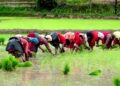 हालसम्म देशभर २५ प्रतिशत मात्रै रोपाइँ सकियो