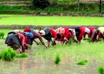 हालसम्म देशभर २५ प्रतिशत मात्रै रोपाइँ सकियो
