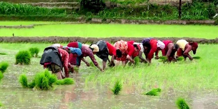 हालसम्म देशभर २५ प्रतिशत मात्रै रोपाइँ सकियो
