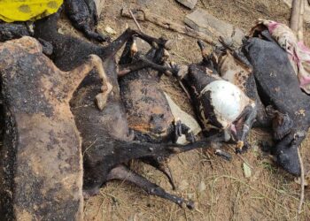 रोशी ९ च्यानटारको एक गोठमा आगलागी हुँदा ८० हजार भन्दा बढिको क्षती