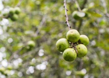 बुद्धचित्त मालाको कारोबारमा काभ्रेका किसान र बिक्रेता असन्तुष्ट