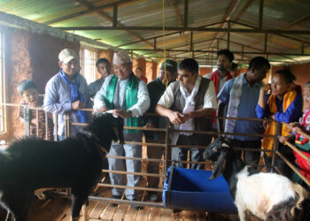 मण्डनदेउपुर नगरपालिकामा पहिलो पटक सामूहिक बाख्रा पालन शुरु