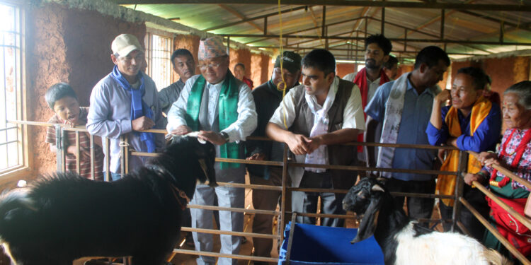 मण्डनदेउपुर नगरपालिकामा पहिलो पटक सामूहिक बाख्रा पालन शुरु