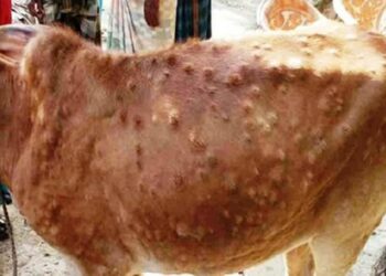 महामारीको रुपमा फैलिएको लम्पी स्किन रोगविरुद्धको १० लाख ३७ हजार मात्रा खोप आयात