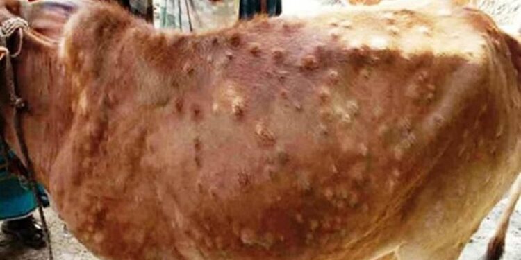 महामारीको रुपमा फैलिएको लम्पी स्किन रोगविरुद्धको १० लाख ३७ हजार मात्रा खोप आयात