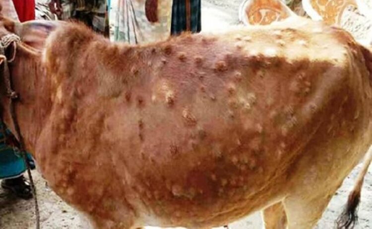 महामारीको रुपमा फैलिएको लम्पी स्किन रोगविरुद्धको १० लाख ३७ हजार मात्रा खोप आयात