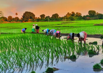 हालसम्म बागमती प्रदेशमा ३०.७८ प्रतिशत रोपाइँ सम्पन्न