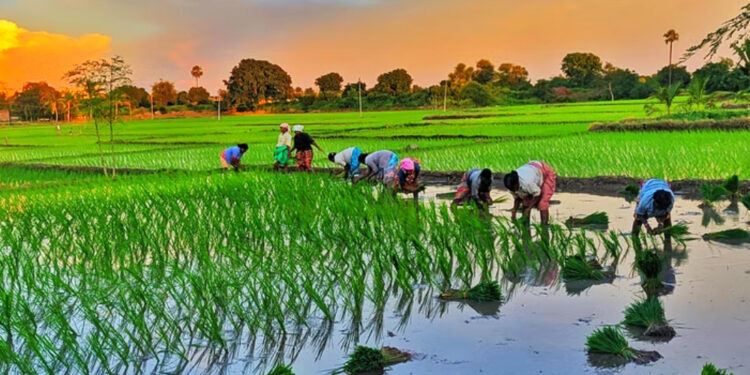 हालसम्म बागमती प्रदेशमा ३०.७८ प्रतिशत रोपाइँ सम्पन्न