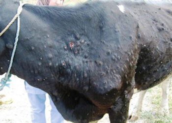 रोशी गाउँपालिकामा आज एकैदिन ५ वटा गाई गोरुमा लम्पी स्किन संक्रमण