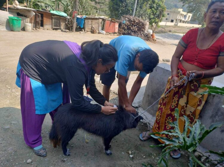 रोशीको ४८२ कुकुर र बिरालोलाई रेबिज बिरुद्धको भ्याक्सिन