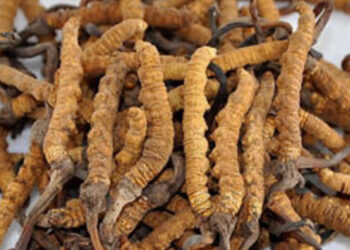 ९७ प्रतिशतले बढ्यो नेपालबाट यार्सागुम्बाको निर्यात