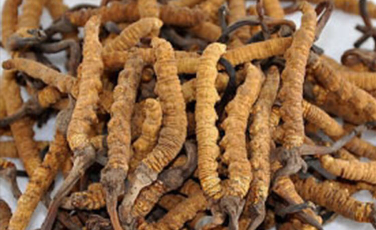 ९७ प्रतिशतले बढ्यो नेपालबाट यार्सागुम्बाको निर्यात