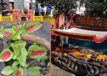 आज हरिबोधनी एकादशी विशेष पूजाआरधना गरी मनाइँदै