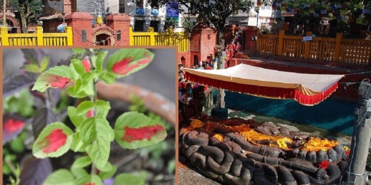आज हरिबोधनी एकादशी विशेष पूजाआरधना गरी मनाइँदै