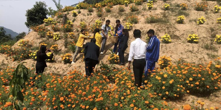 तिहारमा ढकमक्क सयपत्रीले सजिएको जनक मा वि