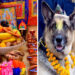 आज कुकुर तिहार र लक्ष्मीपूजा एकै दिन मनाईदै