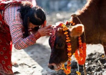 आज तिहारको तेस्रोे दिन गाईको पूजाआजा गरि मनाइँदै