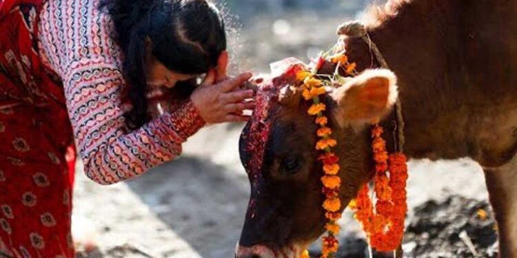 आज तिहारको तेस्रोे दिन गाईको पूजाआजा गरि मनाइँदै