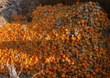 शीतभण्डारमा ६३ मेट्रिक टन सुन्तला कुहिएपछि अर्घाखाँचीका किसान चिन्तित, वैज्ञानिक अनुसन्धान गरिँदै