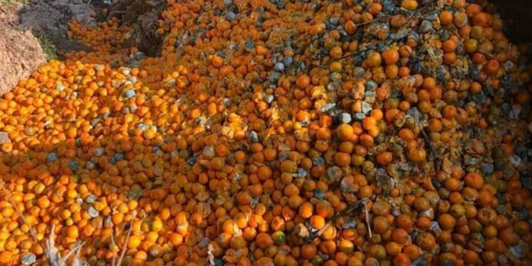 शीतभण्डारमा ६३ मेट्रिक टन सुन्तला कुहिएपछि अर्घाखाँचीका किसान चिन्तित, वैज्ञानिक अनुसन्धान गरिँदै