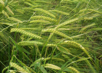 गहुँबालीमा सिन्दूरे रोग लाग्न सक्ने भएको सचेत रहन किसानलाई आग्रह